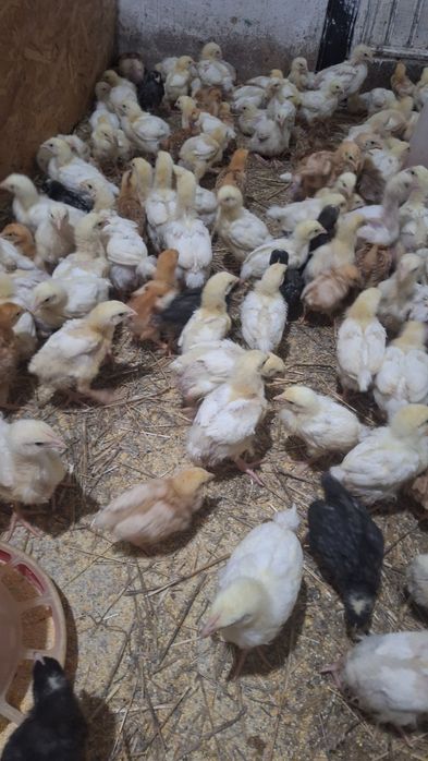 Pui de carne, rasa mixta si curci