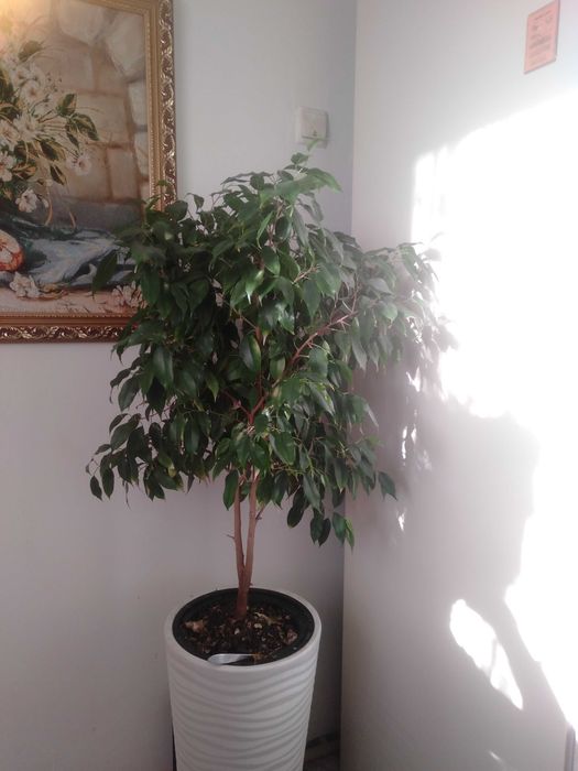 Бенджамин 5 годиков