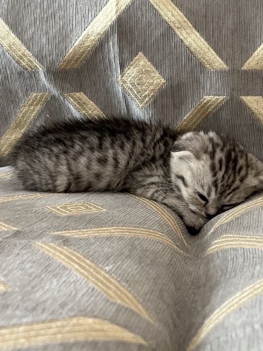 котята вислоухие