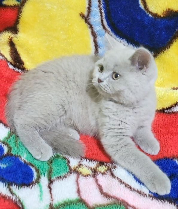 British shorthair fawn
