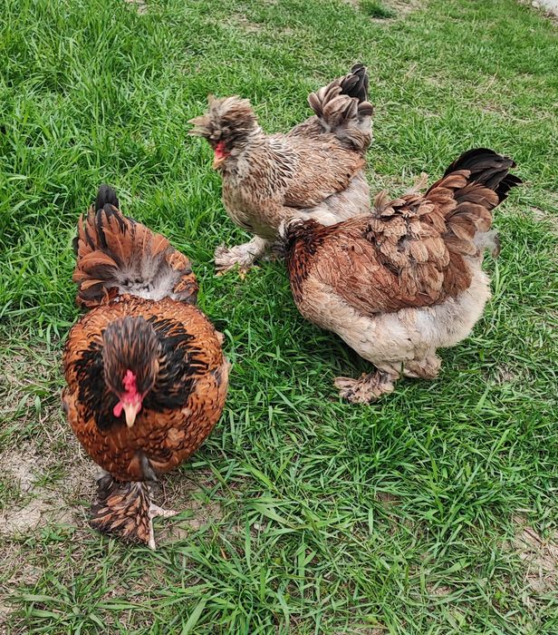 Matca de motate barboase deosebite