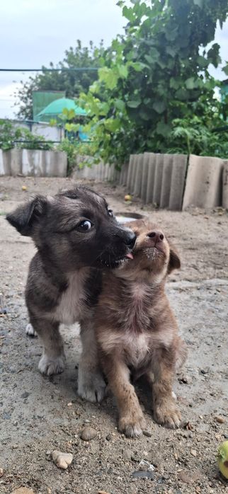 Щенки звоночки и3 мес