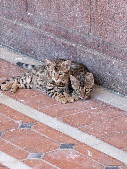Toza zotdor Bengal mushuk bolalari sotiladi.