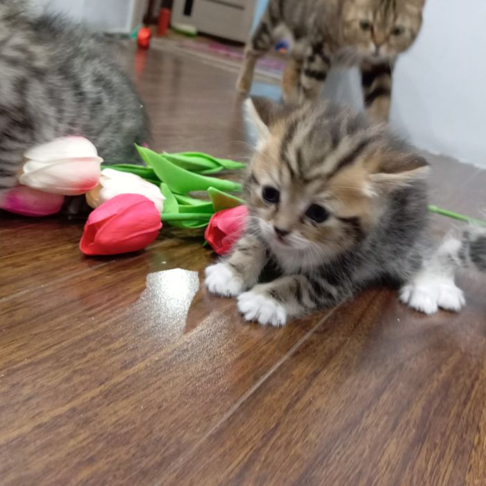 Продам две кошечки