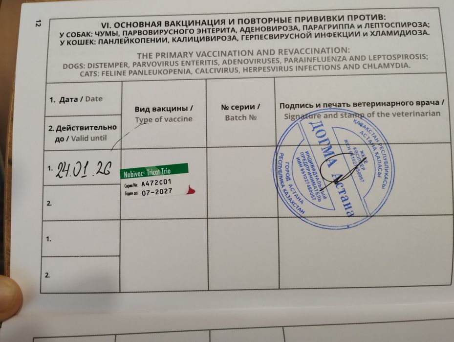 Котенок, мальчик, 4 месяца