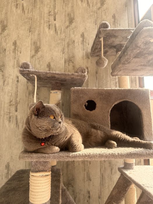 Вязка Скотиш Страйт