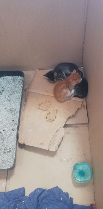 Подаряват се малки котенца