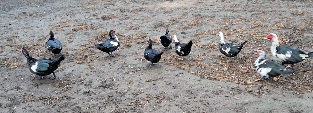 Oua de incubat rațe mute l/eșești și oua de găină  brahma