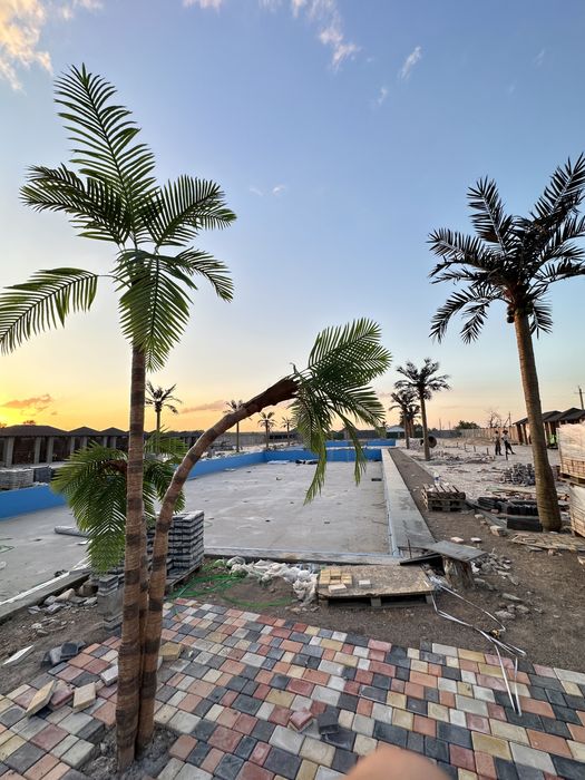 Пальма бассейн дом сад газон кокос дерево