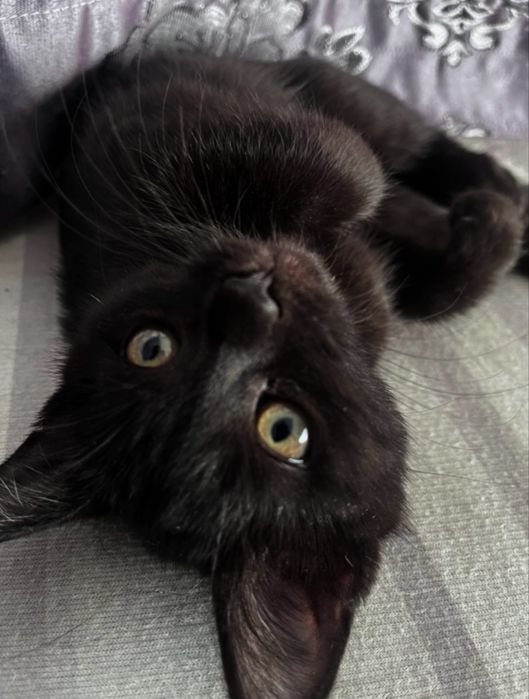 Котенок - девочка