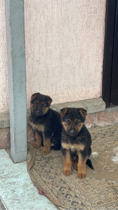 Немецкая овчарка щенок