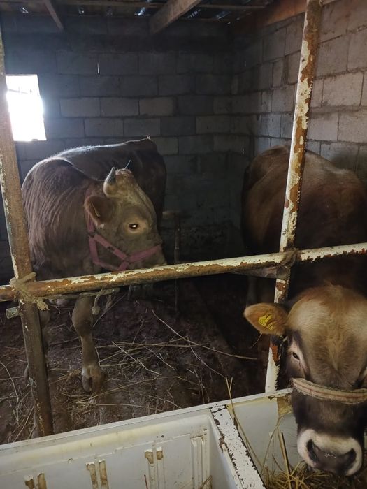 Продаются  бычки