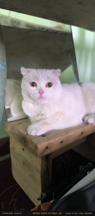 Telefoningizda porno uy