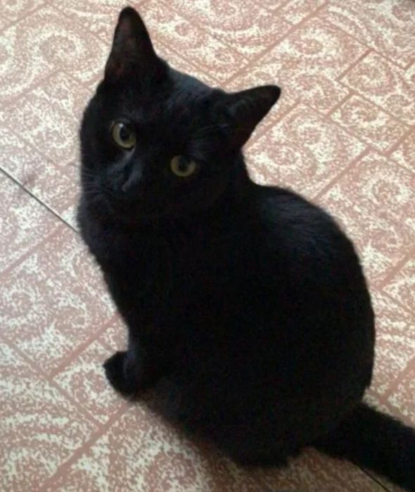 Отдам котёнка  6  месяцев