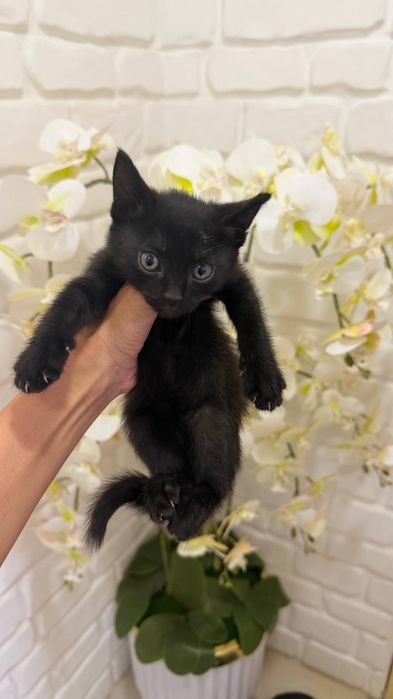 Scottish fold 1ta sotiladi  3ta oddiy parodali mushuk xadyaga beriladi