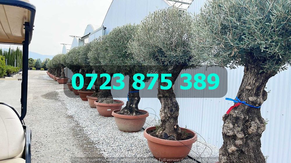 Plante de Elită pentru Grădină – Servicii de Livrare Profesionale