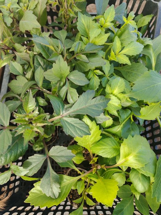 Продам цветы.Степногорск.