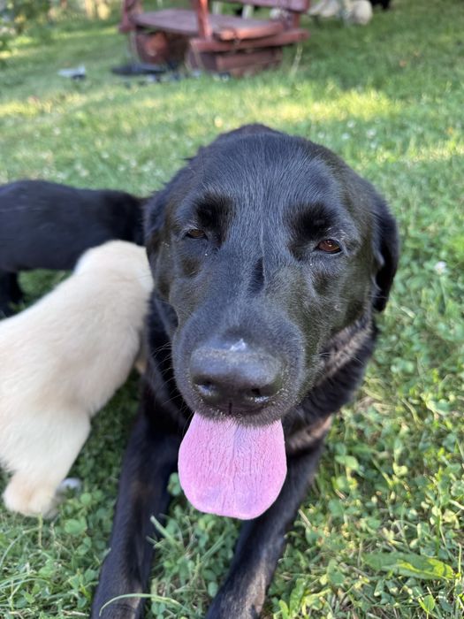 Labradori catei pui