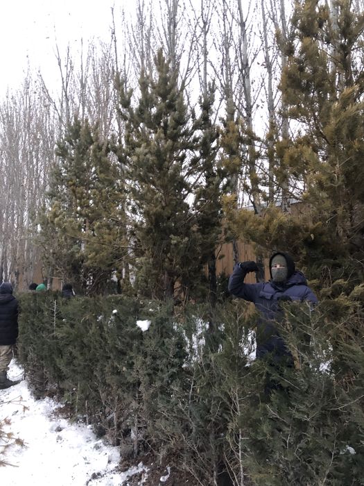 Озеленение територии