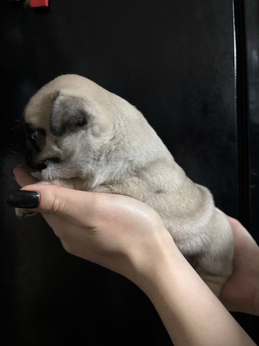 Продам щенков породы мопс ,девочки