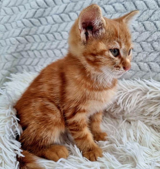 Подарявам   коте