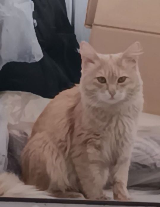 ищем кота среднего размера
