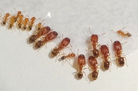 Pheidole parva, муравьи