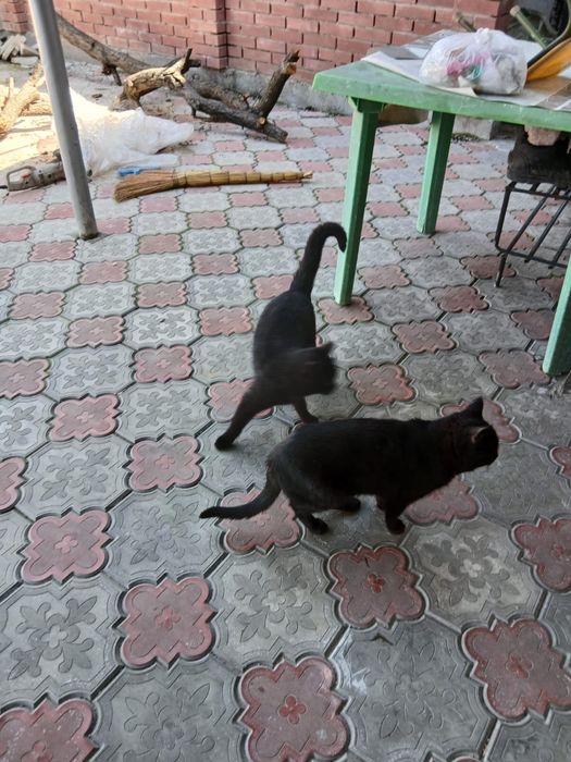 Коты в добрые руки