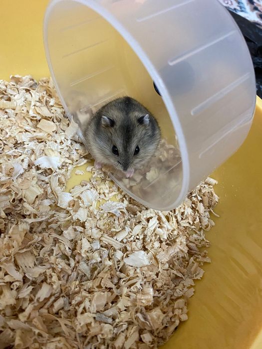 Хомяк джунгарский