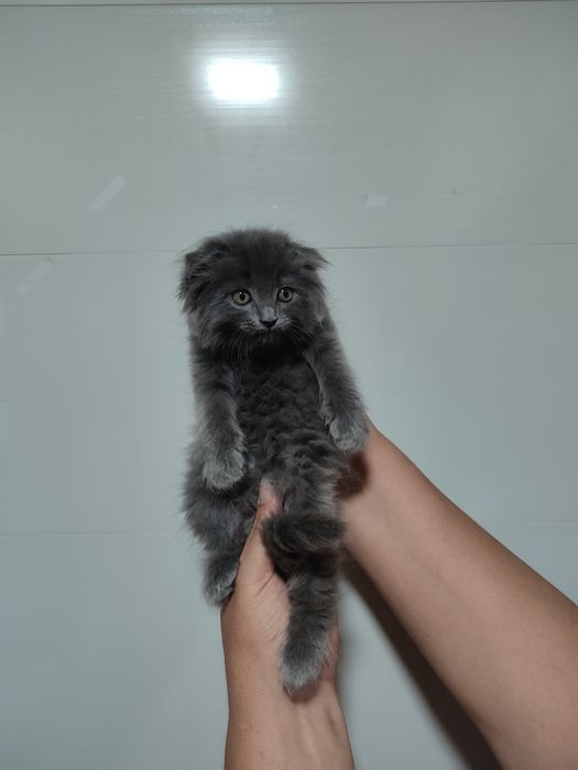 Продаются Скотишь фолды