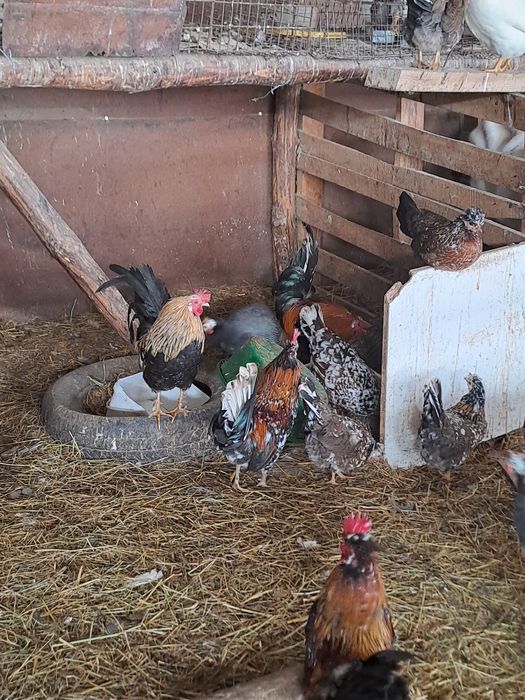 Декоративни кокошки и петли