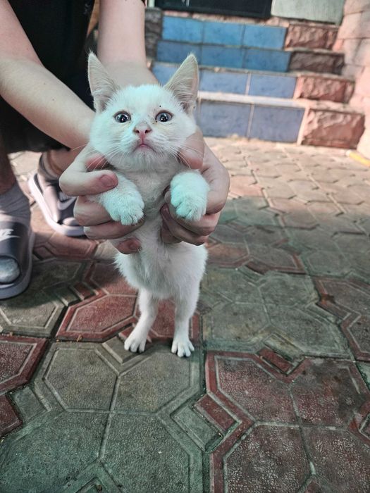Отдадим котят - бесплатно.