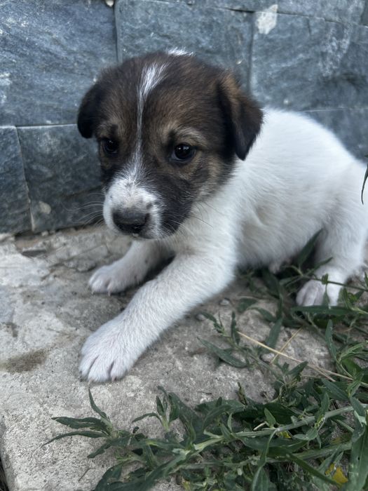 Cateluși spre adopție