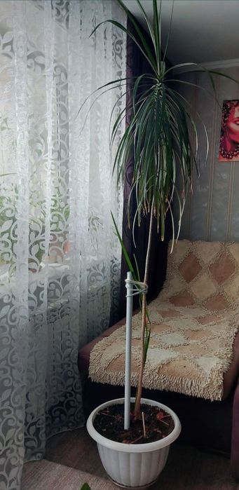 Комнатный цветок Драцена