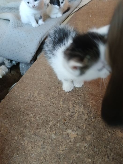 Котята 1 месяц ..