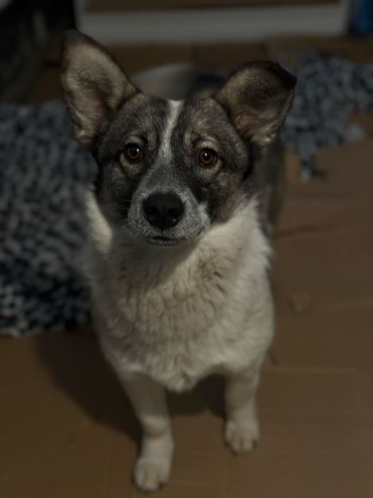 Джимбо ищет семью