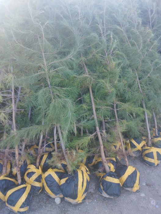 Самарканд оптим кучат бор