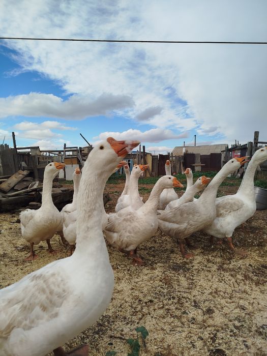 Гуси у бабуси продам