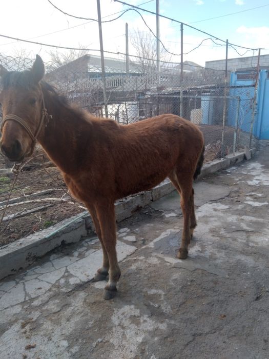 Продам кобылку 380 000