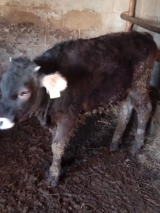 Срочно сатылады. Продаётся тёлочка