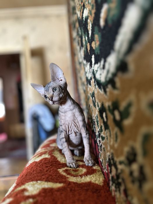 Продаются котята сфинксы