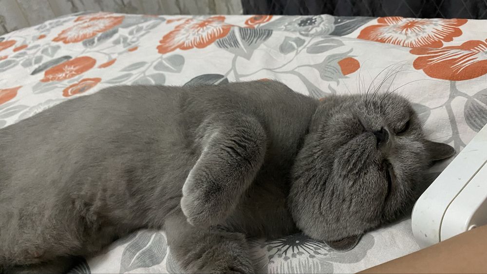 Отдам даром кошку