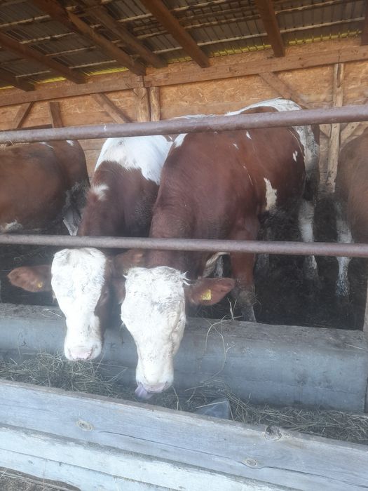 Vând 3 tăurași bălțați