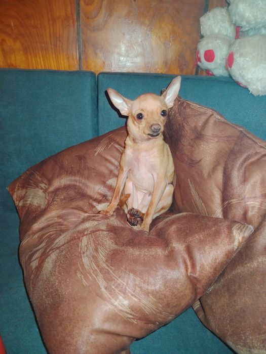 Мини чихуахуа на 1 година мъжко