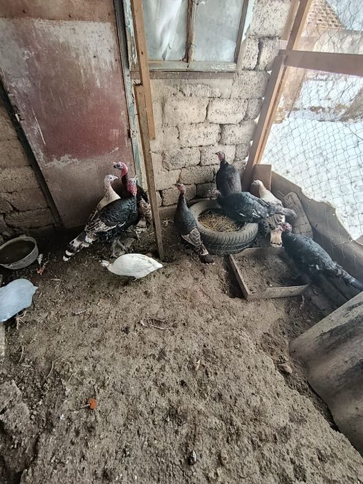 Гуси , индюки...