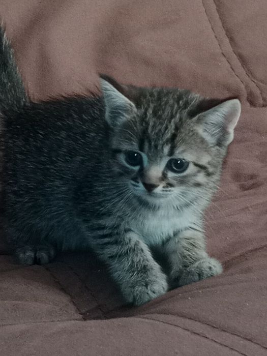 Британские котята