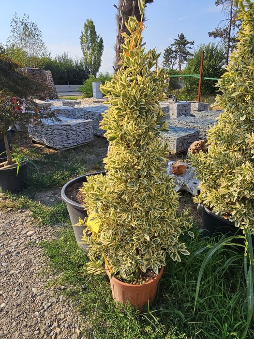 Artar  japonez  acer  catalpa