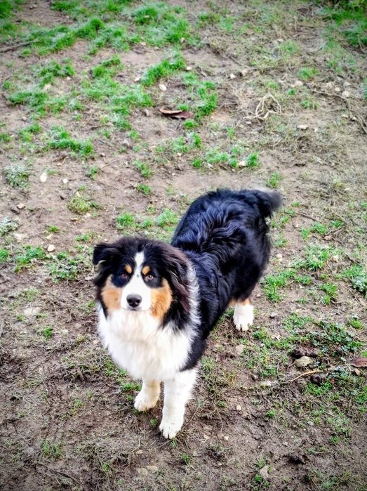 Продавам австралийска овчарка