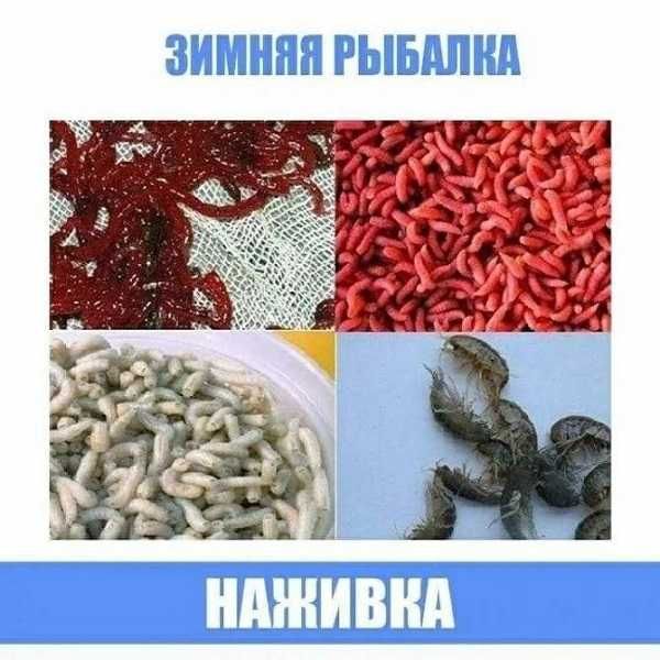 Зимняя насадка (мотыль, бармаш, опарыш)! Опт и розница.