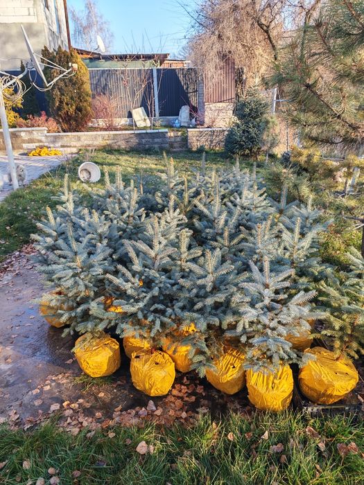 Ели голубые от 70 до 90см